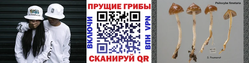 Галлюциногенные грибы Cubensis  OMG сайт  Кузнецк 